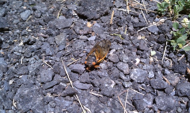 First Cicada